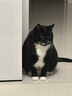 喔喔（WOWO）猫罐头猫零食猫湿粮成猫幼猫宠物猫浓汤补水罐金枪鱼扇贝味共12罐 实拍图