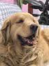 LEGENDSANDY蓝氏狗粮金毛柯基泰迪全犬种通用鲜肉犬粮鸡肉燕麦15kg【囤货装】 实拍图