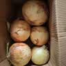 新鲜黄洋葱黄金水果洋葱即食蔬菜调料烧烤食材 新鲜黄洋葱 4斤 含箱 实拍图