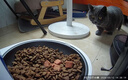 小佩宠物AI智能自动喂食器可视版2 定时定量 猫脸识别(支持鸿蒙智联) 实拍图