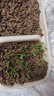 心相印厨房卷纸/厨房用纸75节*8卷纸巾食品接触级 懒人抹布 整箱销售  实拍图