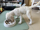 皇家狗粮 拉布拉多幼犬狗粮 宠物大型犬 ALR33 全价犬粮 2-15月 3KG 实拍图