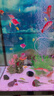 异景园 仿真珊瑚礁石鱼缸造景假山贝壳假珊瑚鱼缸装饰水族箱海水缸摆件 实拍图