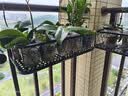 长万家阳台花架挂式多肉花盆架置物架悬挂式挂钩绿植架栏杆护栏挂架花盆 50*20*12cm【加厚加粗】升级承重 实拍图