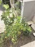 九千谷植物攀爬支架包钢管花盆爬藤花架蔷薇月季葡萄固定架子120cm4658 实拍图