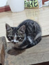 冠能猫粮幼猫猫粮3周-12月龄7kg 全价猫粮 添加牛初乳 增肥发腮 实拍图