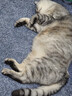 憨憨乐园狗猫零食冻干生骨肉网红猫爪饼干幼猫补充营养发腮猫粮冻干食品 实拍图
