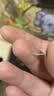 BJYLS999足银玫瑰花耳钉女养耳洞耳线耳环不易过敏免摘纯银耳饰送女友 999足银玫瑰花金色 一对（耳钉款） 实拍图