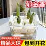 花翁水培植物室内阳台盆栽花卉 混色郁金香4颗+树脂方盆+内篮源头直发 实拍图