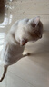 汪野君养猫新手全套用品猫砂盆套装喂食喂水器绒布猫窝猫玩具组合十件套 实拍图