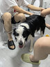 小红栗吹水机宠物吹风机狗狗吹水机吹毛吹干神器低噪大功率大型犬 实拍图