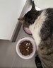 网易严选全价冻干双拼猫粮3.0成猫幼猫通用干粮鲜鸡肉7.2kg【赠猫砂】金选 实拍图