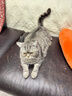 皇家猫粮 美短成猫粮 ASA31 通用粮 12月以上 4.5KG 实拍图