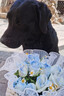 麦富迪狗粮 藻趣儿狗粮成犬粮牛肉螺旋藻 均衡营养15kg/30斤 实拍图