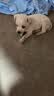 中华田园犬土狗拉布拉多比熊博美泰迪混血犬大黄狗黑狗看家护院犬 田园级 博美混血 公 x 幼年犬(45日龄-12月龄) 实拍图