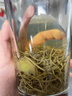 同仁堂（TRT）正宗张家界莓茶原生态高山莓茶龙须芽尖养生茶 40g 实拍图