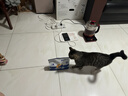 海洋之星低温烘焙猫粮冰川三文鱼猫粮 全价成猫幼猫粮一斤装 实拍图