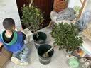 花翁大红赤丹茶花树苗室内盆栽绿植阳台盆景庭院植物年宵花卉源头直发 实拍图