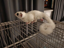 ERGOBABY宠物电热毯L恒温猫用加热垫狗狗取暖器四季猫狗窝保暖防水垫用品 实拍图