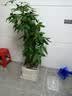 植男植女老桩龟背竹大盆栽客厅室内大型植物大叶北欧真绿植办公室源头直发 实拍图