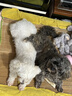 麦富迪狗粮 无谷牛肉双拼狗粮成犬小型犬比熊贵宾缓解泪痕 10kg/20斤 实拍图