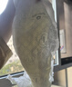 babycare金山茶花婴儿纸尿裤mini装NB34片(<5kg)新生儿尿不湿【新老混发】 实拍图