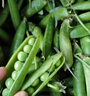 中鲜生 云南新鲜豌豆 甜豌豆新鲜蔬菜现摘豆角 净重4.5斤【好划算】鲜嫩饱满 实拍图