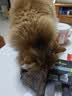 富美内特（FURminator）梳子猫咪去浮毛底绒梳开结梳猫毛梳布偶缅因美毛护毛长毛猫小号 实拍图