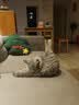 哈药妙多安猫咪疫苗猫三联疫苗2针猫幼猫疫苗套餐自打妙三多平替 实拍图