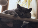 皇家室内成猫粮 I27 通用粮 12月以上 2KG【皇家预售付定金享优惠】 实拍图
