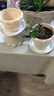 爱丽思（IRIS）花盆花瓶树脂复古浮雕波纹圆形多肉塑料阳台种植批发花盆 5号浅米色(口径15cm) 1个花盆 实拍图