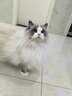 皇家室内成猫粮 I27 通用粮 12月以上 2KG【皇家预售付定金享优惠】 实拍图