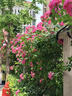 适马（SIGMA）56mm F1.4 DC DN｜Contemporary 半画幅 大光圈定焦镜头 人像特写直播（富士X卡口镜头） 实拍图