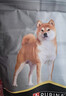 冠能狗粮消化舒适成犬狗粮全价2.5kg 天然益生元配方 改善肠胃敏感 实拍图