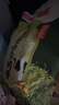 悠哈 特浓抹茶牛奶糖  260g 国产零食糖果 结婚喜糖 少糖减糖 硬糖 实拍图