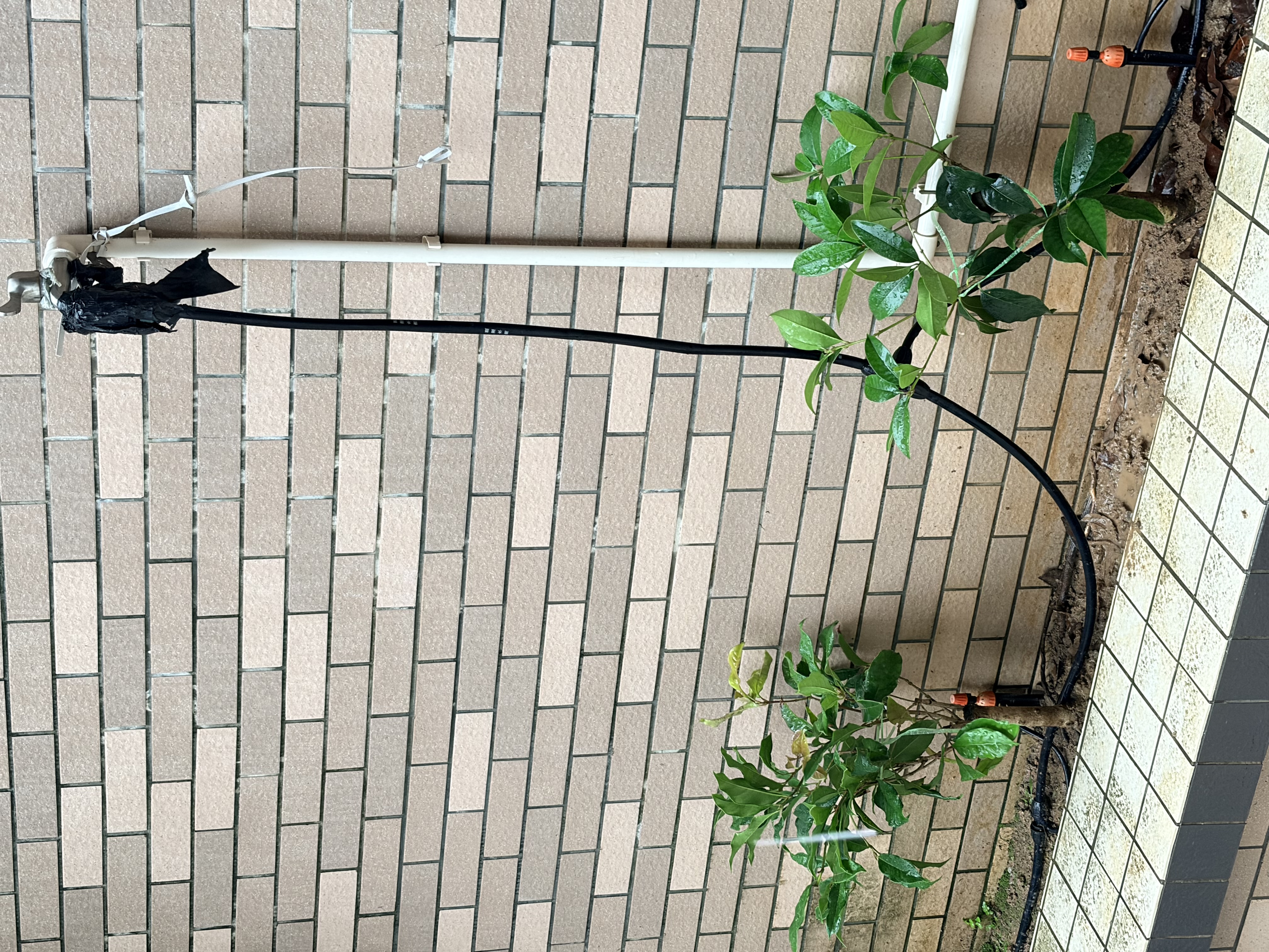 绿丝绦桂花树盆栽四季开花盆景室内庭院阳台开花树苗耐寒绿植花卉树苗 金桂 4年苗 实拍图
