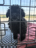 腆宠狗笼猫笼 狗笼子中小型犬带厕所幼犬狗窝猫笼子大号家用围栏兔笼 实拍图
