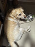 皇家狗粮 成犬狗粮 犬粮 宠物大型犬 GR26全价犬粮≥15月15KG 实拍图