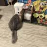 万物一口Pro强功能化毛球烘焙猫草冻干猫粮1KG*4罐 实拍图