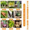 密农人家农家土豆500g 新鲜土豆 马铃薯 新鲜蔬 粉糯沙面洋芋 实拍图