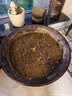小镇有花 矮杆波斯菊混色大花种子10克 阳台盆栽花期长易播种 实拍图