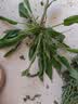 袋鼠妈妈修护面膜紧致15min修护熬夜肌高效焕亮暗沉肌紧致修护面膜50g 实拍图