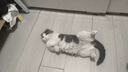 ZYUO日本品牌宠物除臭剂杀菌去尿味生物酶猫尿分解剂室内拖地专用除味 1瓶装【试用装】 实拍图