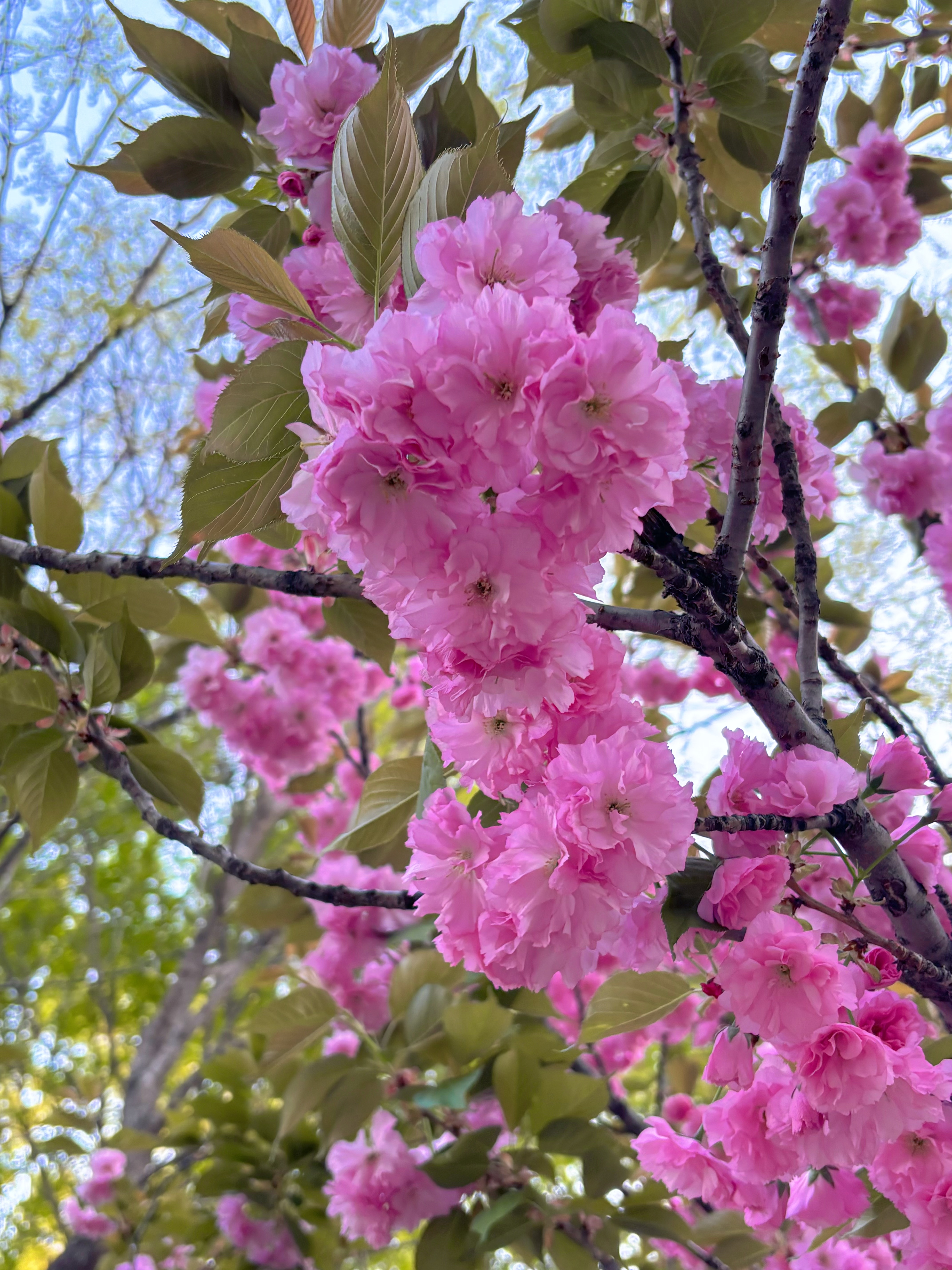 千奈美内衣女大胸显小薄款无痕无钢圈全罩杯收副乳文胸 黑色 XL 实拍图