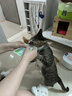 皇家成猫猫粮 营养均衡 F32 通用粮 1-7岁 15KG 实拍图