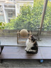 HELLOJOY逗猫咪玩具自嗨解闷猫抓板幼猫爪板小猫抓球耐抓不掉屑耐磨猫爬架 实拍图