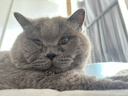 麦富迪猫罐头 barf霸弗主食猫罐头猫咪零食湿粮成猫呵护泌尿100g*12罐 实拍图