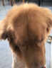 力狼狗粮 纯然金毛阿拉斯加40拉布拉多萨摩耶马犬德牧中大型犬粮 彩虹食谱｜冻干双拼｜鲜肉成犬40斤 实拍图