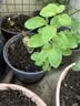 九千谷仿陶瓷花盆高款树脂种植花卉绿植花盆口径21cm黑灰2个装含托4047 实拍图