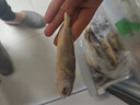 三都港 冷冻三去黄花鱼500g/3条装 小黄鱼 深海鱼 生鲜 鱼类 烧烤食材 实拍图